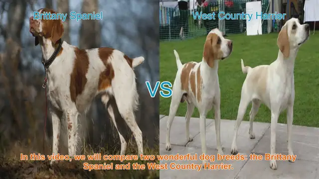 Video thumbnail for Brittany Spaniel vs. West Country Harrier: A Comparison of Two Remarkable Dog Breeds