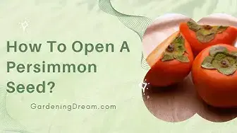 Video thumbnail for How To Open A Persimmon Seed?