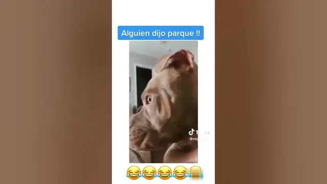 Video thumbnail for #Perros #gatosgraciosos 😶‍🌫️🙀😻😱😹😂 #shortsfeed