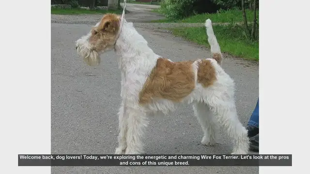 Video thumbnail for Wire Fox Terrier: Pros and Cons of This Energetic Breed
