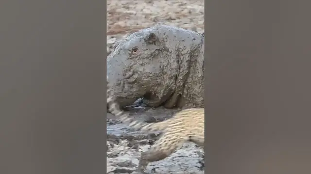 Video thumbnail for Leopard Get Fright of Its Life - Wait for It...  😮🦛