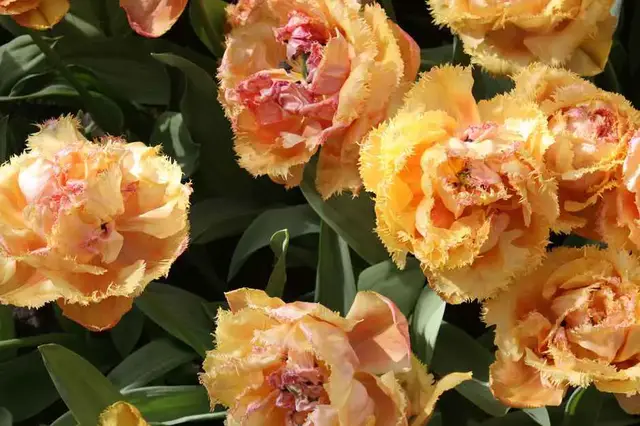 Video thumbnail for Zur Tulpenzeit im Keukenhof
