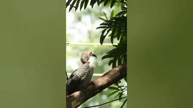 Video thumbnail for The Sri Lanka grey hornbill | endemic bird of Sri Lanka #shorts