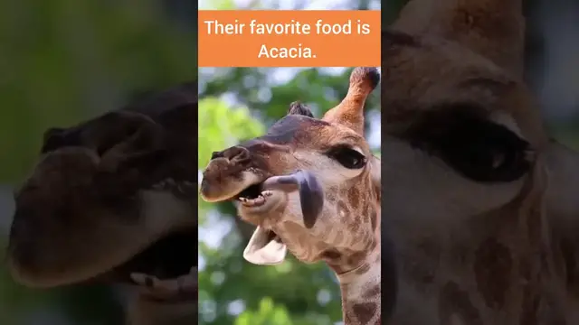 Video thumbnail for Giraffe eating habits | African Wildlife #shorts