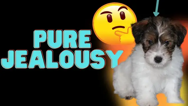 Video thumbnail for Jack Russell Terriers and Jealousy (🏮🐶It's Real + How To Recognize It)