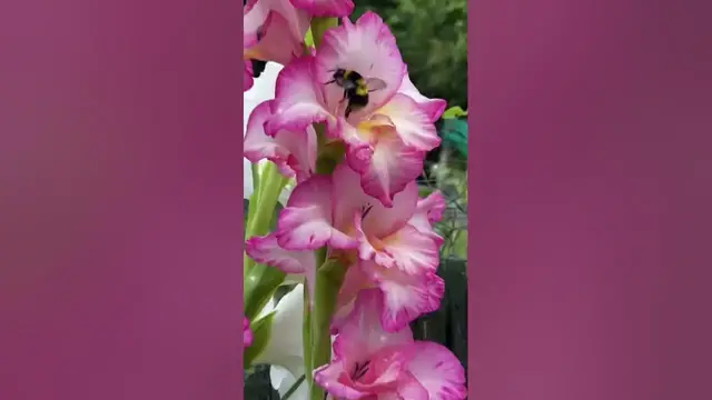 'Video thumbnail for ✅ Fall Garden Moments | How to Attract Pollinators & Create Autumn Beauty'