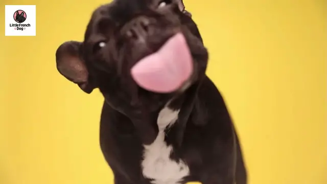 'Video thumbnail for Is Benadryl safe for French bulldogs?'