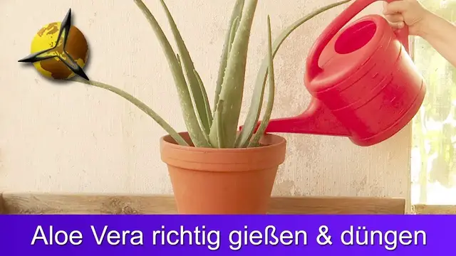 Video thumbnail for Aloe Vera richtig gießen und düngen