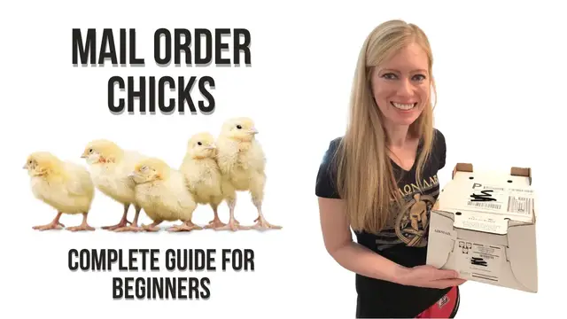 Video thumbnail for BEGINNER'S GUIDE to Ordering Chicks Online & Receiving in Mail -My Experience with Mail Order Chicks