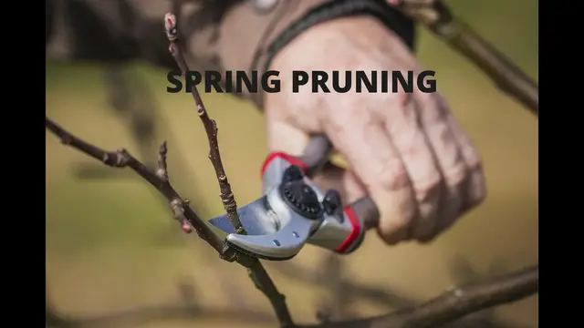 'Video thumbnail for Spring Pruning '