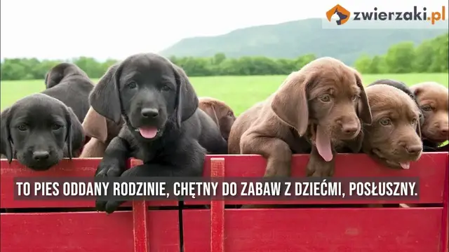 Video thumbnail for Labrador retriever – opis rasy