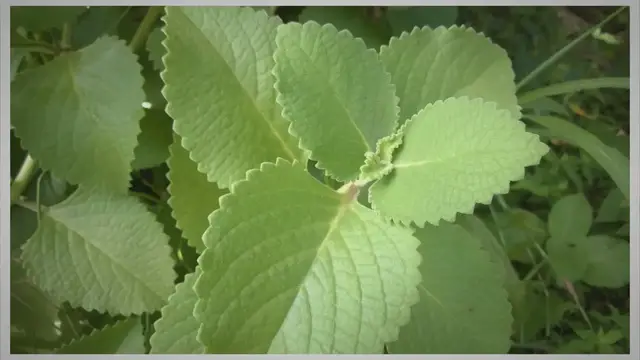 Video thumbnail for 7 Little-Known Facts About Spanish Thyme