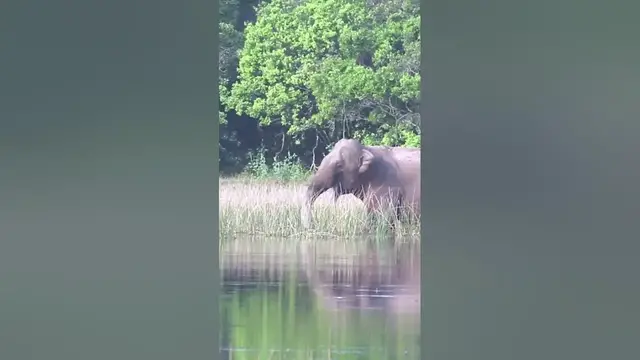 Video thumbnail for Elephant shadow #shorts