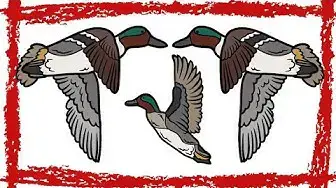 Video thumbnail for Eurasian Teal Duck Call | Green Winged Teal Duck Call | Green Winged Teal Duck Sound