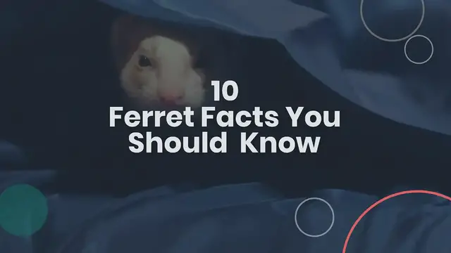 'Video thumbnail for 10 Ferret Facts You may Never Heard about '