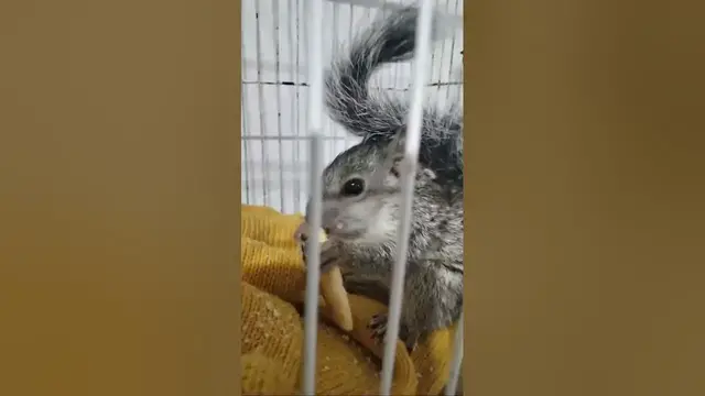 Video thumbnail for Concon 🙀🙀🐿️🐿️🐿️#ardilla #shorts