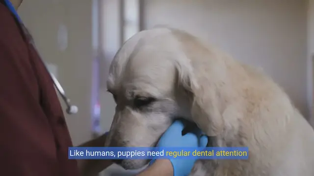 Video thumbnail for Puppy Dental Care 101: Start Them Young!