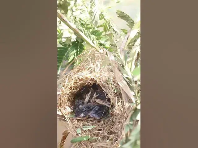 'Video thumbnail for wild small baby birds (EP-46)  #birds #nature #birdfeeding #birdwatching'
