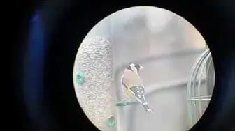 Video thumbnail for Why Do Birds Spit Out Seeds?