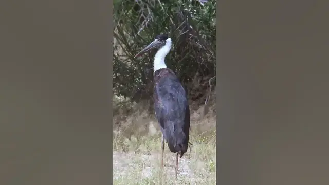 Video thumbnail for Wooly necked Stork #shorts