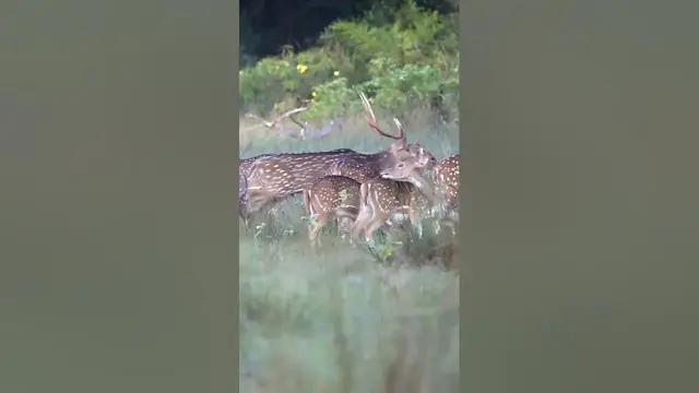 Video thumbnail for Herd of Spotted Deer #shorts