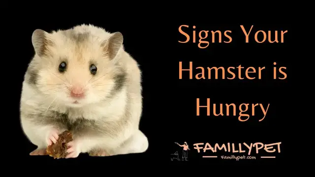 Video thumbnail for Signs a Hamster is Hungry | Is my hamster's daily food ration is sufficient ?