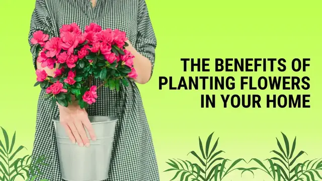 'Video thumbnail for The Benefits of Planting Flowers in Your Home'
