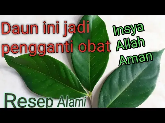 'Video thumbnail for Manfaat daun salam untuk mengatasi gula darah dan kolesterol #daunsalam #manfaatdaunsalam'