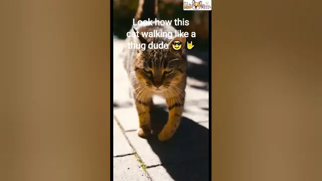 'Video thumbnail for Cat walking like a thug dude #cat #thuglife #viral #viralshorts #catwalk #catfunny #thuglifememes'