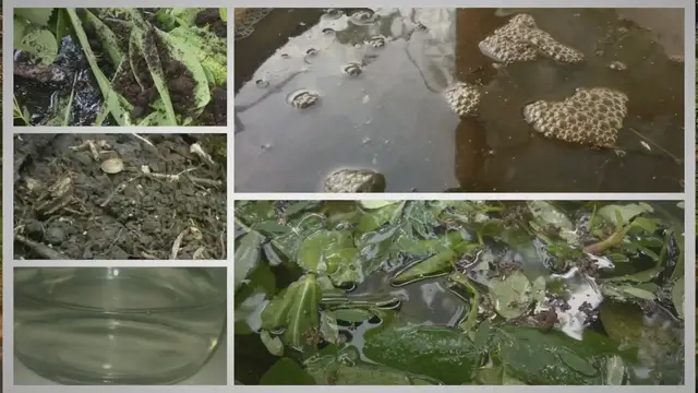 Video thumbnail for How To Make JADAM Liquid Fertilizers (Simplified)