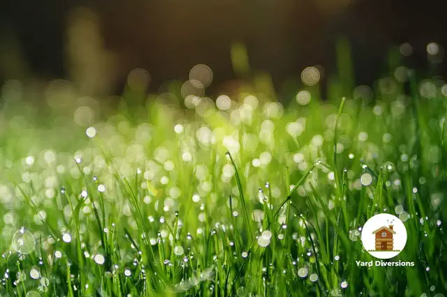 Video thumbnail for Compare Lawns: Why Is Mine Growing Faster Than Neighbors