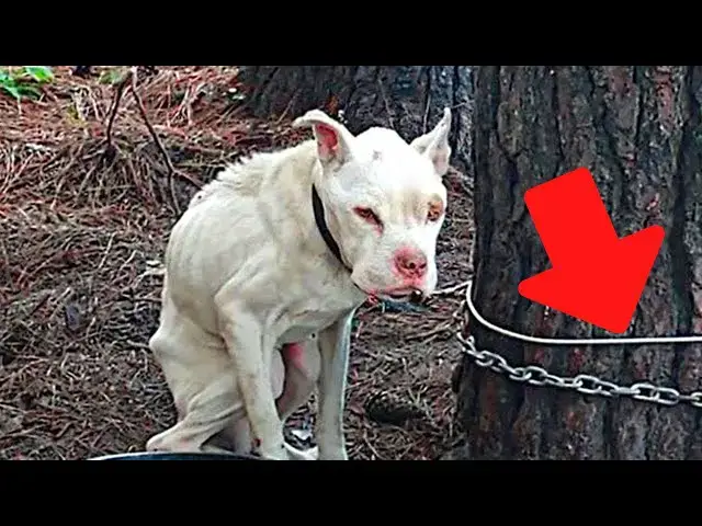 Video thumbnail for Man finds a pit bull tied to a tree and reads the letter lying next to it