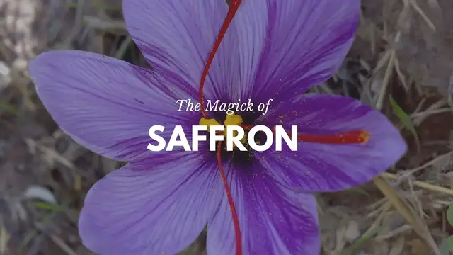 'Video thumbnail for The Persian's Gold: The Magic of Saffron -- Magical Herbs'
