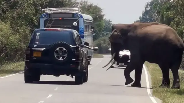 Video thumbnail for Elephant barricade in buttala kataragama road | Yala national park