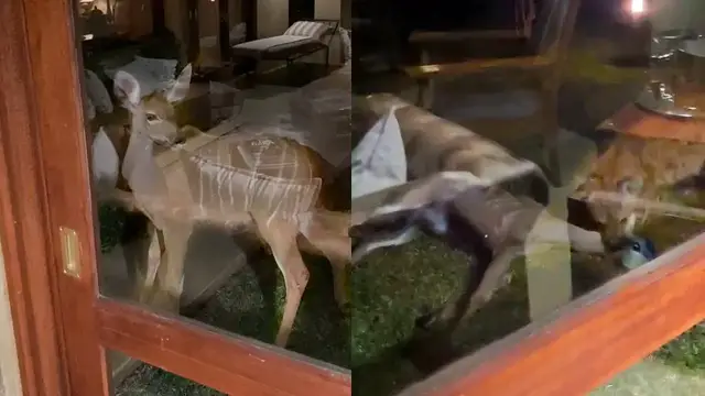 Video thumbnail for Kudu Being Admired From Tourist’s Room Gets Caught by Hyena