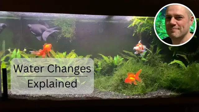 'Video thumbnail for Goldfish Water Changing Explained - HOW, WHEN AND WHY WE SHOULD CHANGE WATER IN OUR GOLDFISH TANKS'