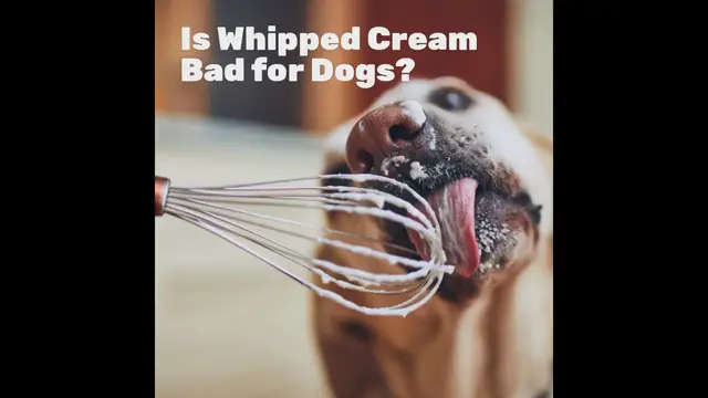 Video thumbnail for Can Dogs Eat Whipped Cream