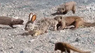 Video thumbnail for Mongooses Tear Baby Hare Apart