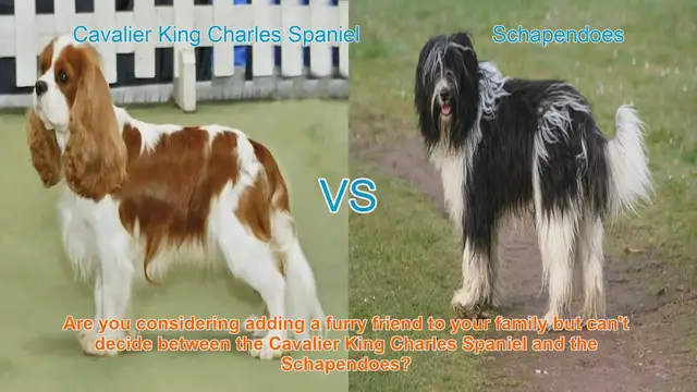 Video thumbnail for Cavalier King Charles Spaniel vs. Schapendoes: A Detailed Comparison