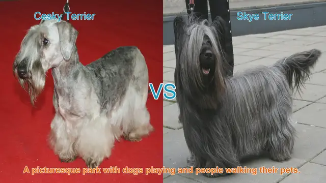 Video thumbnail for Comparing Cesky Terrier and Skye Terrier: A Tail-Wagging Comparison