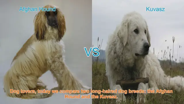 Video thumbnail for Afghan Hound vs. Kuvasz: A Comparison of Long-Haired Dog Breeds