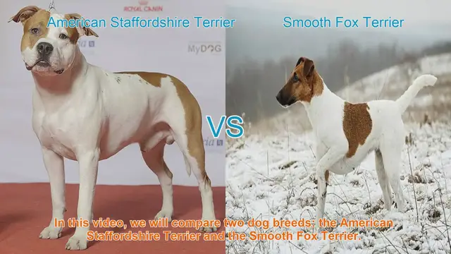 Video thumbnail for American Staffordshire Terrier vs. Smooth Fox Terrier: A Breed Comparison
