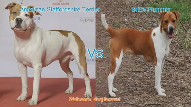 Video thumbnail for Dog Breed Comparison: American Staffordshire Terrier vs. Brian Plummer Terrier