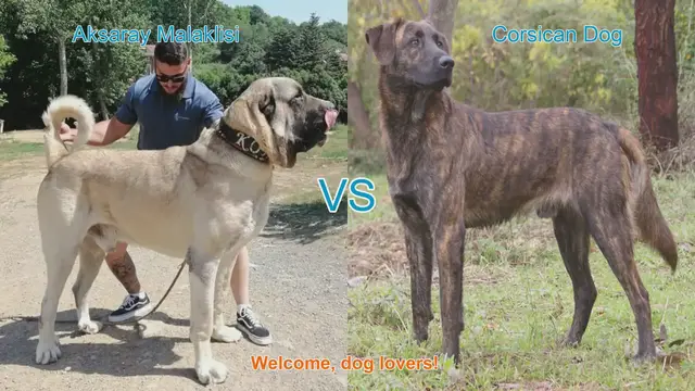Video thumbnail for Aksaray Malaklisi vs. Corsican Dog: A Breed Comparison