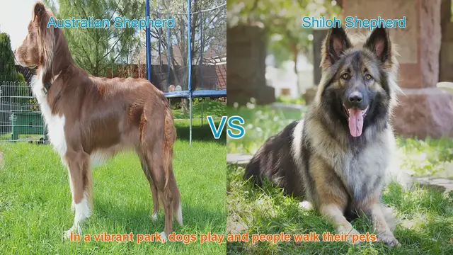 Video thumbnail for Australian Shepherd vs. Shiloh Shepherd: A Detailed Breed Comparison
