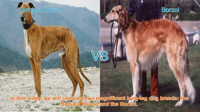 Video thumbnail for Banjara Hound vs. Borzoi: A Comparison of Magnificent Long-Leg Dog Breeds