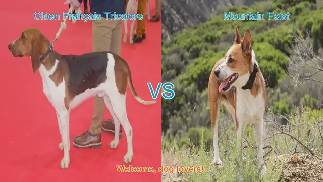 Video thumbnail for Dog Breed Comparison: Chien Français Tricolore vs. Mountain Feist