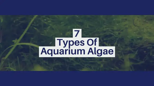'Video thumbnail for 7 Types Of Aquarium Algae'