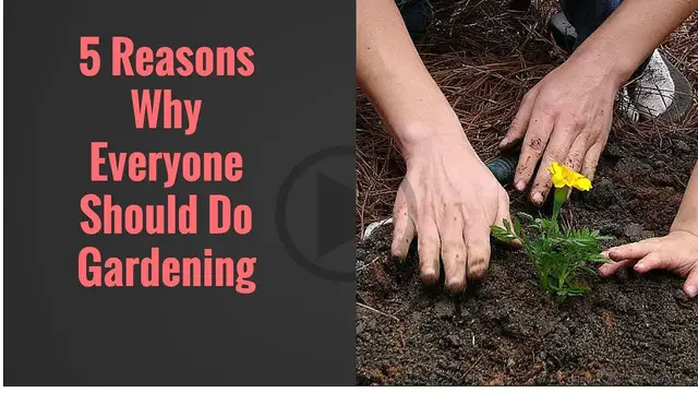 Video thumbnail for Benefits of gardening: Are you missing these?