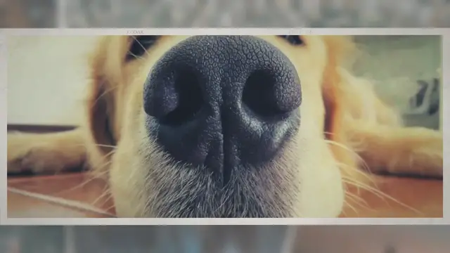 'Video thumbnail for Can a Dog Break His Nose?'